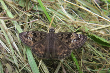 Horace's Duskywing - female